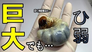 凶暴で巨大なのにひ弱って…すぐに死んでしまうクワガタの幼虫を掘り出したら…（くろねこチャンネル）