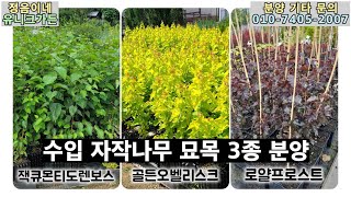 [25년 봄 입고소식] 자작나무 3종(잭큐몬티 도렌보스, 골든오벨리스크, 로얄프로스트) 분양/ 4계절 예쁜 자작나무 세가지