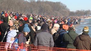Polar Bear Plunge: Why do they do it?