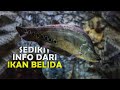 Sedikit info dari ikan belida