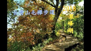 20181025台灣山毛櫸步道(深秋限定金黃秘境)(紅葉期)