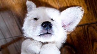 かわいいゴールデンレトリーバー子犬眠っている