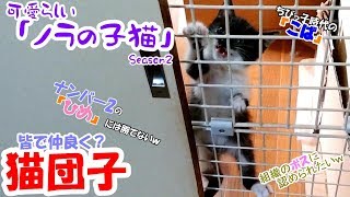 可愛らしい「ノラの子猫」Season2 #28 野良から家族へ「ママ猫は受け入れてくれた？」