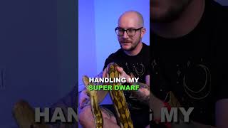 Python Battle! Burmese vs Reticulated Pythons (Part 2) #python