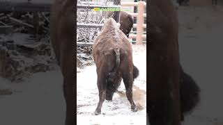 【東山動植物園公式】雪にテンションMax？《 アメリカバイソン　バイソン 》 #short