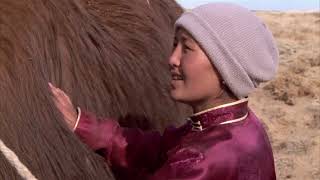 Mongolian Documentary : The Story of the Weeping Camel 3rd :Song ,Ингэн нулимс 3 ,English Subtitles