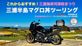 【2.11三浦海岸河津桜の状況】三浦半島マグロ丼ツーリング【日本の桜を見に行こう！ツーリングプロジェクト2025】