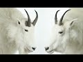 Identifying Billy & Nanny Mountain Goats: An Educational Film