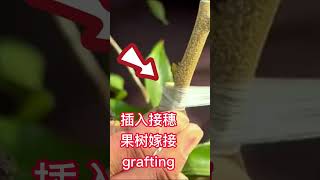 教你如何嫁接荔枝果樹？簡單易學，一分鐘就學會的嫁接技術Teach you how to graft lychee fruit trees? Easy-to-learn graft techniques