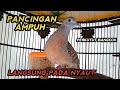 PERKUTUT BANGKOK GACOR SUARA AMPUH UNTUK PANCINGAN - LANGSUNG PADA NYAUT.