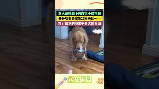 主人说吃剩下的肉包子给狗狗 开开心心去拿饭盆回来后.....狗：真正的心寒不是大吵大闹 #宠乐园 #轻松一刻 #动物