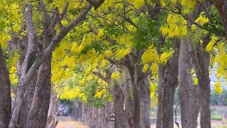 火紅鳳凰木浪漫黃金雨 迎夏盛開 - 夏日花季 - 新唐人亞太電視台