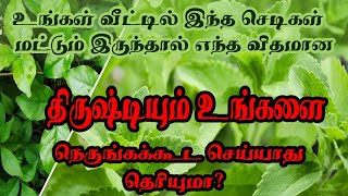 உங்கள் வீட்டில் இந்த செடிகள் இருந்தால் எந்த விதமான திருஷ்டியும் நெருங்கக்கூட  செய்யாது தெரியுமா?