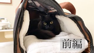 【しゃべる猫】突然声がでなくなったので獣医に連れて行きました（前編）【しおちゃん】