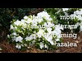 30 seconds with bloom a thon® white reblooming azalea rhododendron