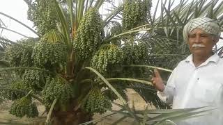 Barhi Date Palm (Khajur) Plants