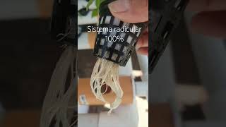 sistema radicular 100% #sistemahidroponico #albahaca