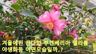 #날마다 꽃길 #두구화훼  #추운겨울에 꽃피운#산다화#부겐베리아#젤라륨 #야생화등은 어떤모습일까..?