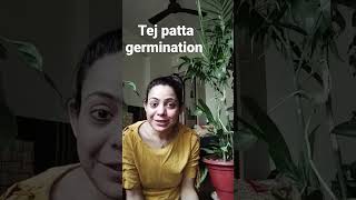 Tej patta plant ko grow kiya ja sakta hai #tejpatta #spices #tej #gardengupshup #plant #kaisekare