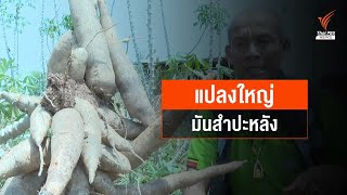 โครงการแปลงใหญ่มันสำปะหลังลดต้นทุนการผลิต