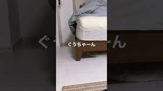 ベット下に居心地いいところ見つけたにゃ #ラグドール#子猫