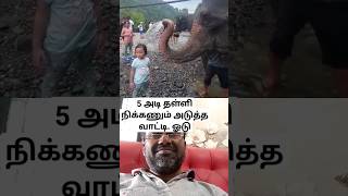 5 அடி தள்ளி நிக்கணும் அடுத்த வாட்டி. ஓடு #cgk #elephant #kids #comedy #ytshorts #tamilshorts