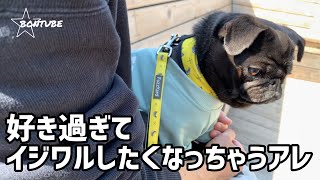 【pug】好き過ぎてイジワルしたくなっちゃうアレ