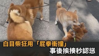 終於碰壁！白目柴犬狂用「屁拳」撞飛同伴　事後遭出掌反擊秒認慫－全民話燒