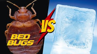 Can Bed bugs survive in Cold temperatures? [COMPLETE Tutorial]