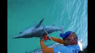 Thousands of sharks head south for warmer waters along Florida’s Atlantic coast.