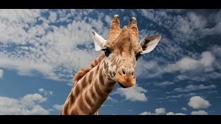 Giraffes: Queens of the African Savanna - Discovering the Planet in FULL HD