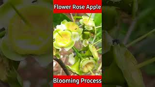 Flowering Process on Rose Apple Fruits