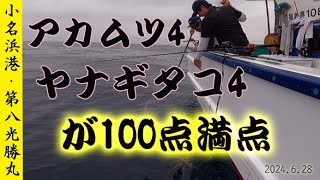 2024.6.28 小名浜港・第八光勝丸・アカムツ　ヤナギタコ　100点満点