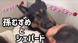 大好きな孫娘とイチャイチャ💋するシェパードまろん🐶癒される飼い主💕【ジャーマンシェパード】