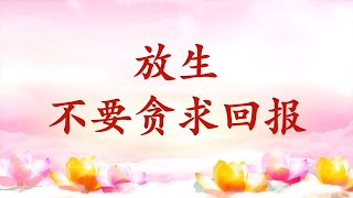 卢台长【节目录音+字幕】放生不要贪求回报