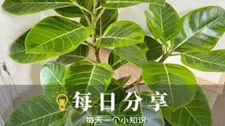 是什么原因让老花医“直结摇头”。 高山榕是喜光的树种，对日照要求是非常高。日常养护时需别让它一直呆在阴暗环境的，日照好不好环境尽量别考虑柔则容易落叶。老花医 @老花医热植馆 养花小知识 园艺生活 优