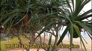 Seashore screwpine