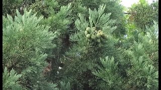 Sequoiadendron giganteum sekvojovec obrovský