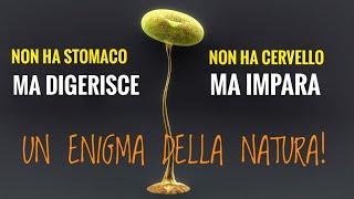 IL BLOB: UN ENIGMA DELLA NATURA