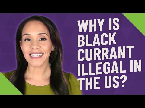 Why is black currant banned in the US?