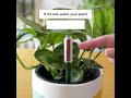 Houseplant Tips: Watering