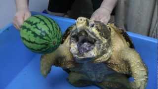 ワニガメ スイカ割り Alligator snapping turtle snaps Water melon off