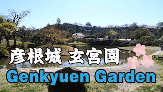 Shiga Japan 【4K】玄宮園と彦根城の桜（城北通→黒門橋→玄宮園→表門橋→大手門橋→彦根城→天守閣→西の丸→黒門山道） Hikone Castle Genkyuen Garden