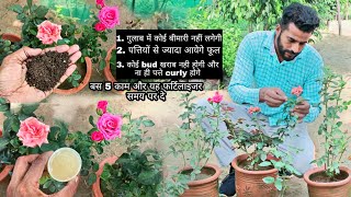 गुलाब पर आयेगे फूल ही फूल बस यह 5 काम समय पर जरूर करना ।। Rose Plant  Care Tips In Hindi