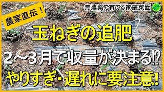 【玉ねぎ栽培】2回目の追肥はタイミングが命！2月の管理作業【有機農家直伝！無農薬で育てる家庭菜園】　23/2/18