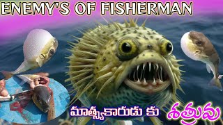 ENEMY OF FISHERMAN || మాత్స్యకారుడు కు బద్ద శత్రువు