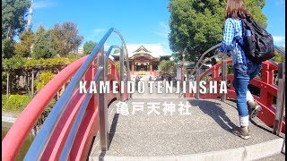 【Vlog.26】[4K] 東京十社巡り、亀戸天神社（亀戸天満宮）の菊まつり（KAMEIDOTENJINSHA,Tokyo.Japan）