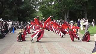 よさこい　光が丘　2024　踊り侍　パレード２