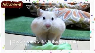 【動物　おもしろ】笑って！癒されて！ハムスター好き必見！！