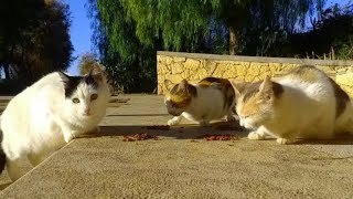 As usual, my furry friends get their meal along with a new guest, the first time I see him🐈❤️💥🐈